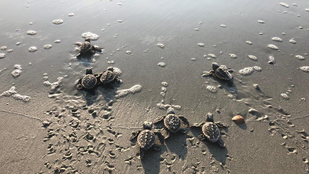 Sea turtles make their way to the ocean.