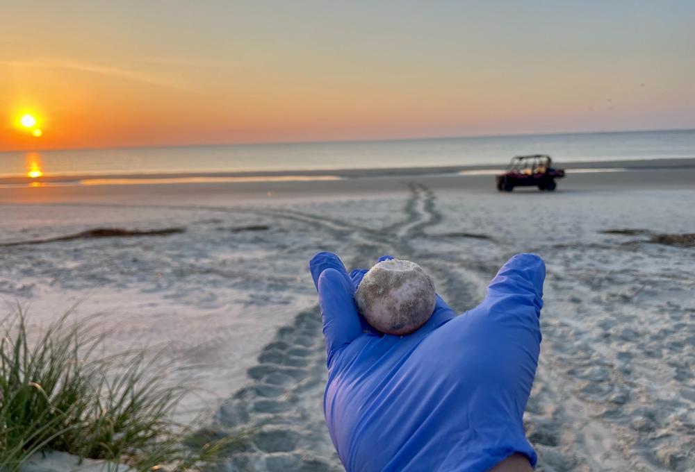 The Georgia Sea Turtle Center research team on May 5 encountered a Loggerhead sea turtle crawl on their morning patrol and confirmed the first nest of 2022 in Jekyll Island.