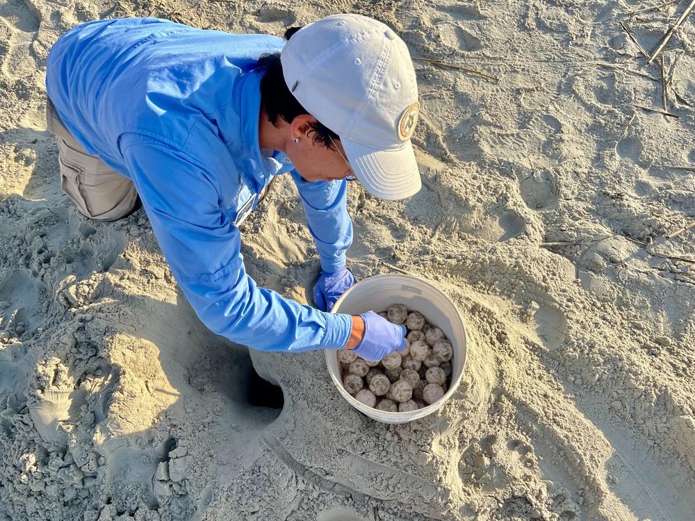 An AmeriCorps Research Member is seen carefully taking eggs out of the original nest. Sometimes, a sea turtle will nest in an area that is not ideal for her egg's survival. This nest was laid where it could be flooded by the tide. The eggs were relocated to a better area to increase their chances of survival.