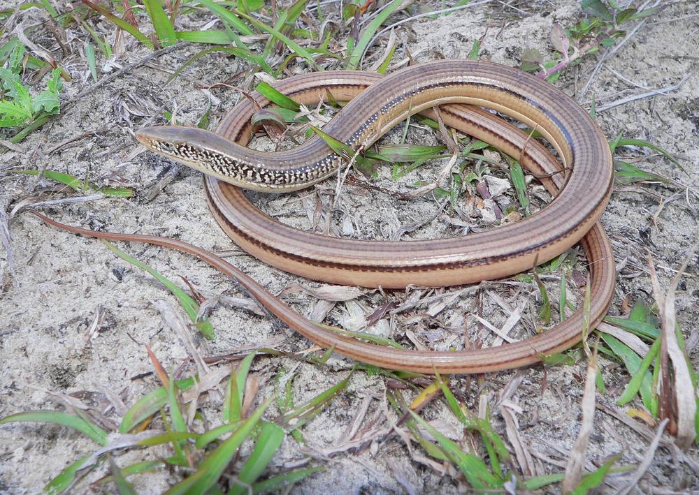 The island glass lizard is a species of legless lizard found in coastal Georgia, this one in Glynn County. 