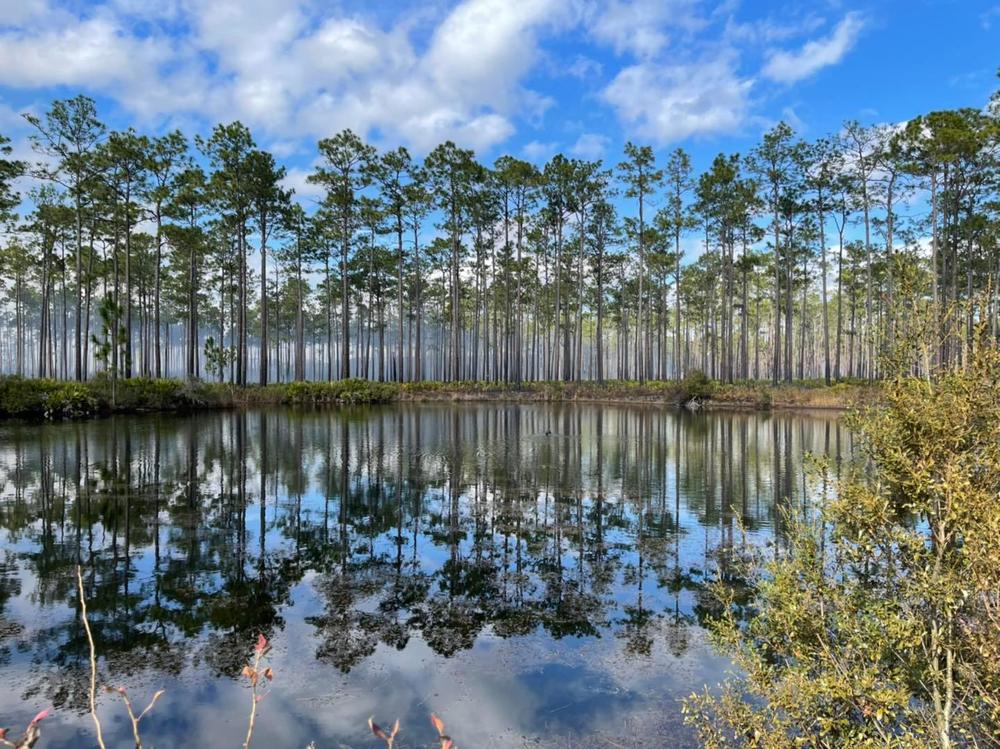 The Okefenokee Swamp is one of the world’s largest intact freshwater wetlands and is renowned for its black water, star-studded nighttime skies and breathtaking vistas.