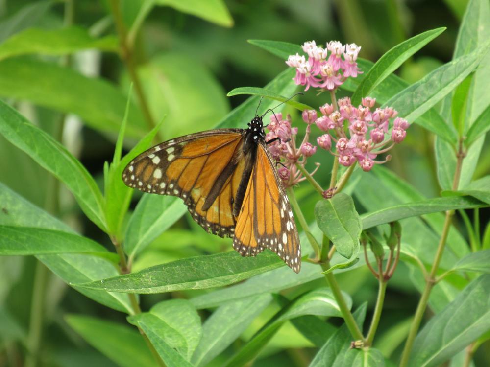 Research finds monarch butterfly populations are doing better than previously thought.