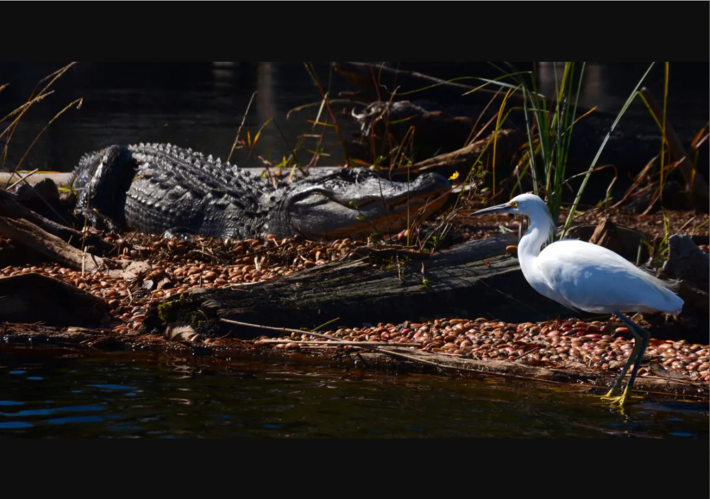 With more than 400,000 acres of remote wilderness, the Okefenokee Swamp is among Georgia’s wildest places. It is home to some 200 species of birds and 50 reptiles, including American alligators and snowy egrets. 