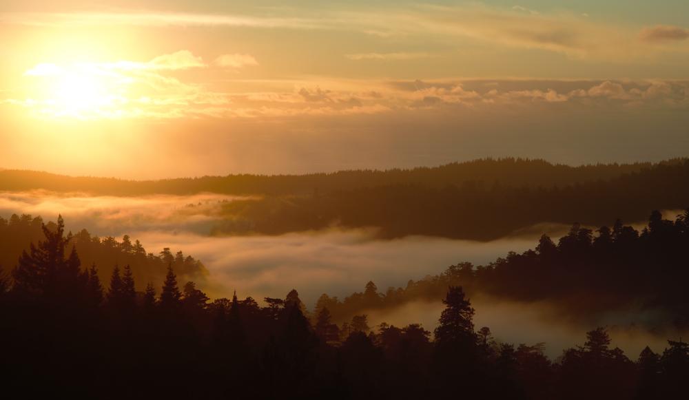 Redwoods in the fog.