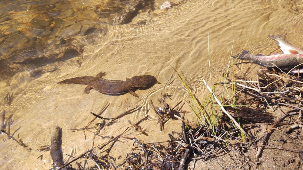 An eastern hellbender in its natural habitat, a cold stream.