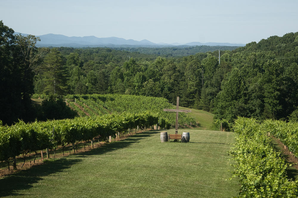 Grapevines at Engelheim Vineyards in Ellijay, Georgia on June 20, 2022.