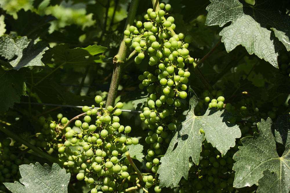 Cabernet sauvignon grapes is one of the Bordeaux varietals grown at Fainting Goat Vineyards in Jasper, Georgia, June 20, 2022.