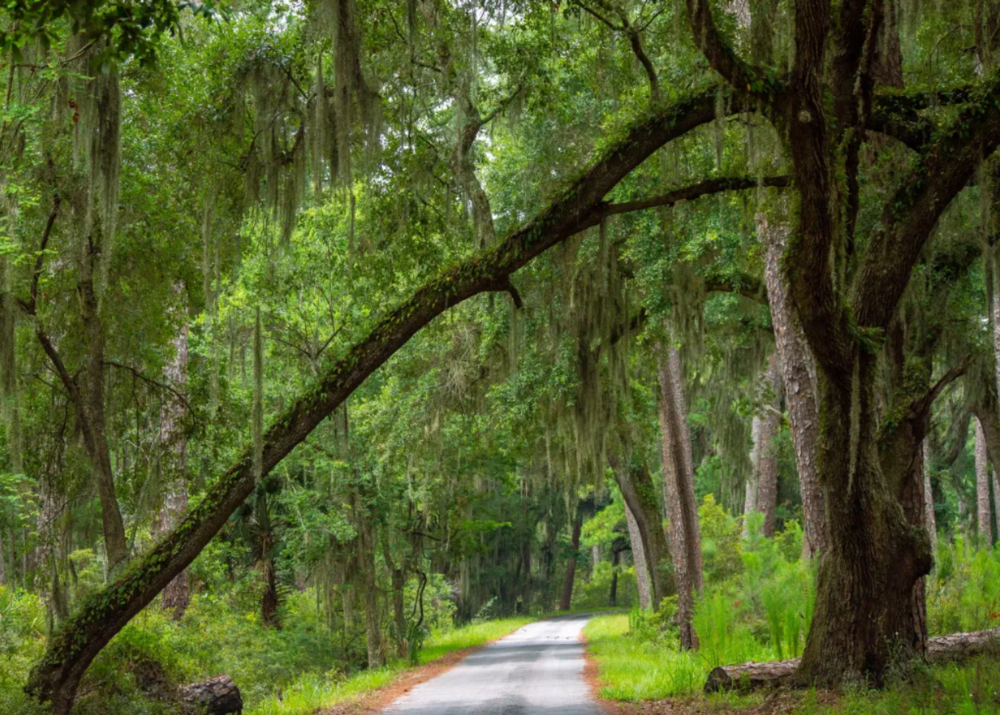 A tree leans over a road on Sapelo Island. 