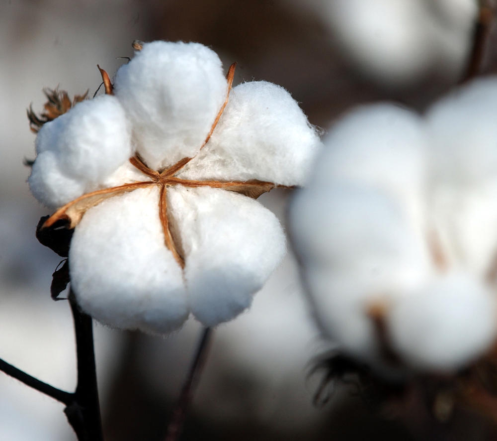 A cotton plant is pictured in this undated photo.