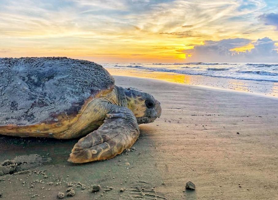 File photo of a dawn-nesting loggerhead sea turtle on Ossabaw Island. Credit: Caleigh Quick/ Georgia DNR.