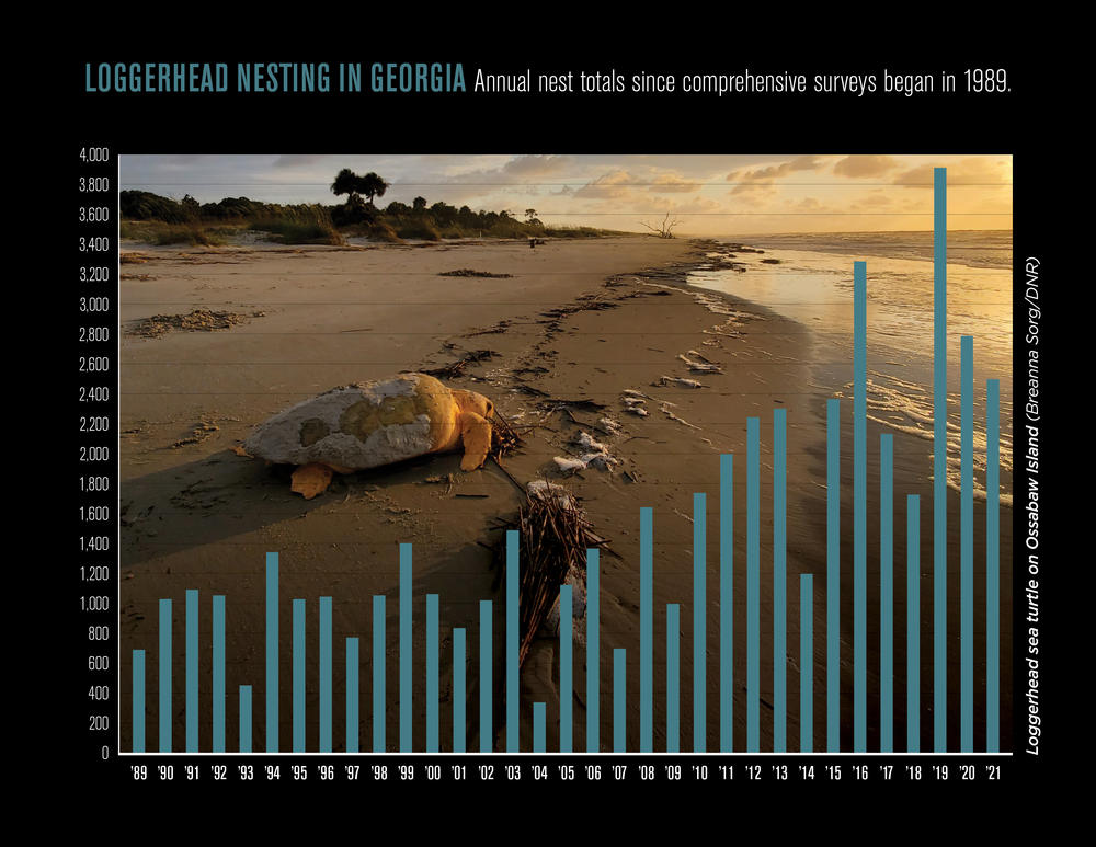 Loggerhead nesting through the years, as documented by the Georgia Sea Turtle Cooperative. Credit: Georgia DNR.