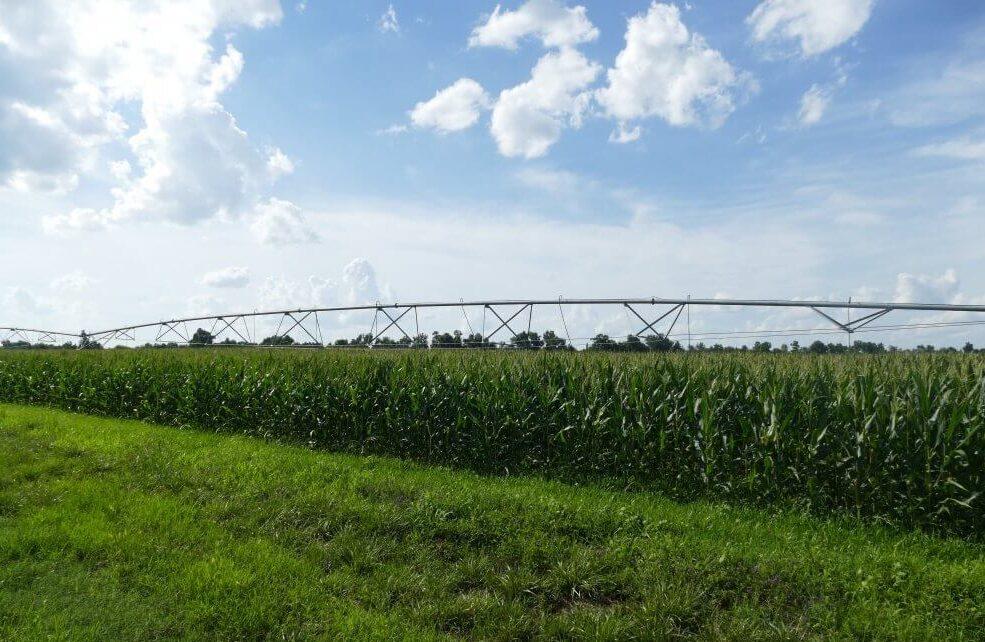 Georgia corn field
