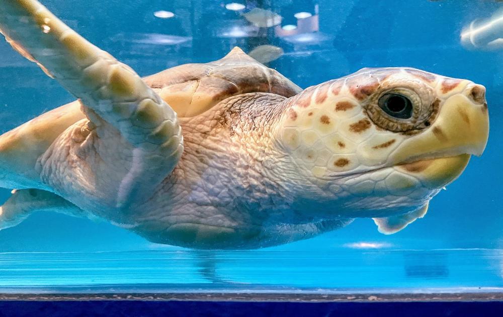 Ike the Loggerhead Sea Turtle in his new tank
