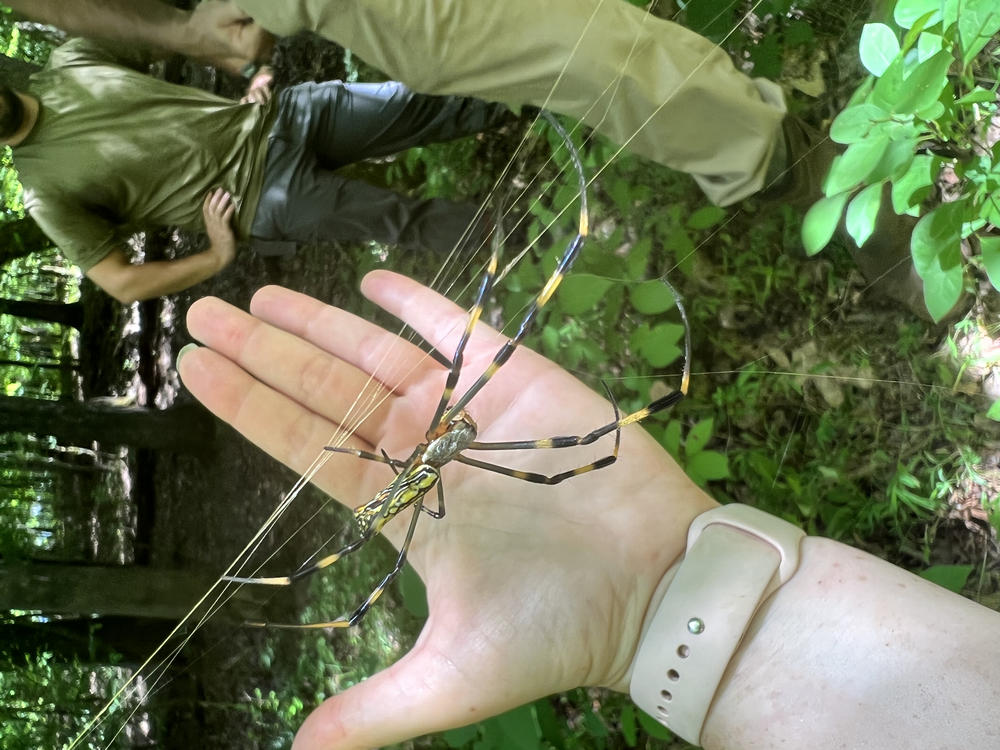 Joro spider next to a researcher's hand