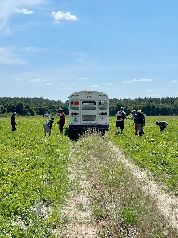 Watermelon picking at Smith’s Quality Produce Packing House in Wray. Ga.