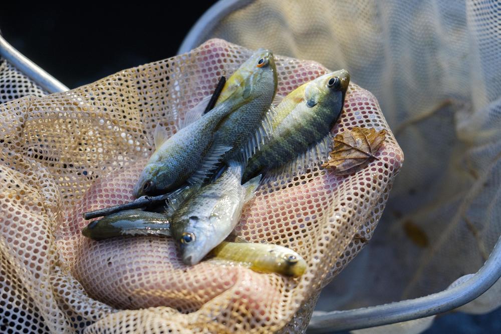 A net full of native fish to be counted and identified. Increasingly common heavy rain events can either blast fish like this into the Omculgee River or drive them to hide around trees in the floodplain. When waters subside, some fish return. 