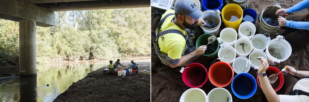 The fish have to be fully identified by species and counted. Most of the fish will be released back to the stream. Fish too tricky to ID in the field will be taken to the lab. 