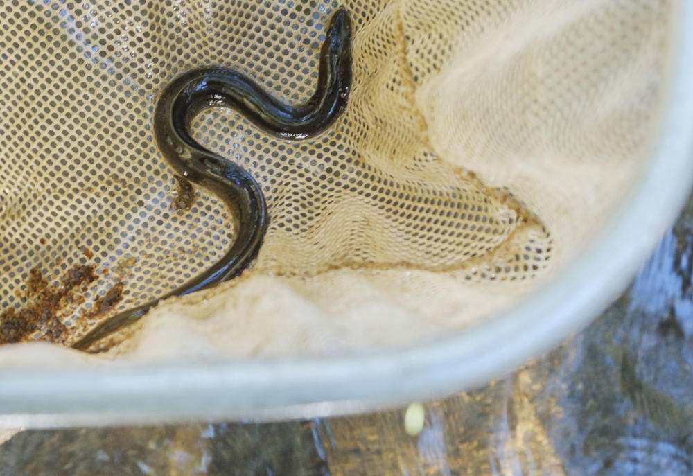 An American eel from Macon's Walnut Creek. 