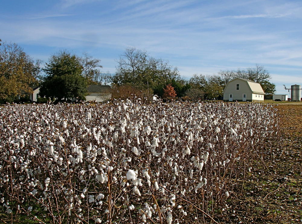 A field of cotton in the foreground, with a farmhouse in the background