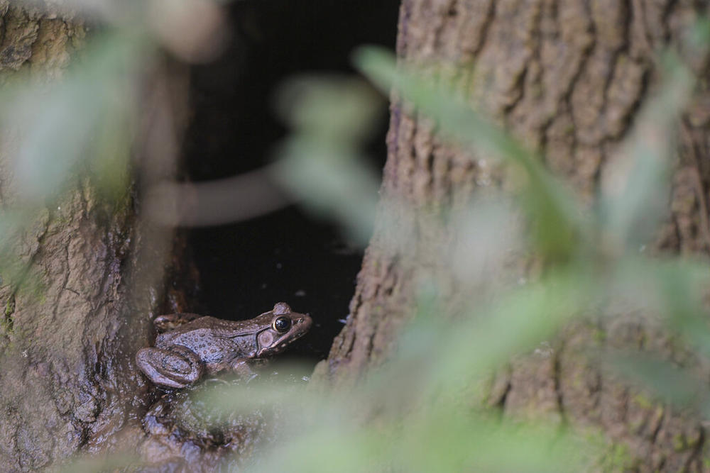 A frog lingers in a hollow tree at the Bond Swamp National Wildlife Refuge in Round Oak, Ga., on Aug. 22, 2022. The swamp is one of many local, state and federal jurisdictions that would be co-managed by the National Park Service if the 50-mile park and preserve is approved.