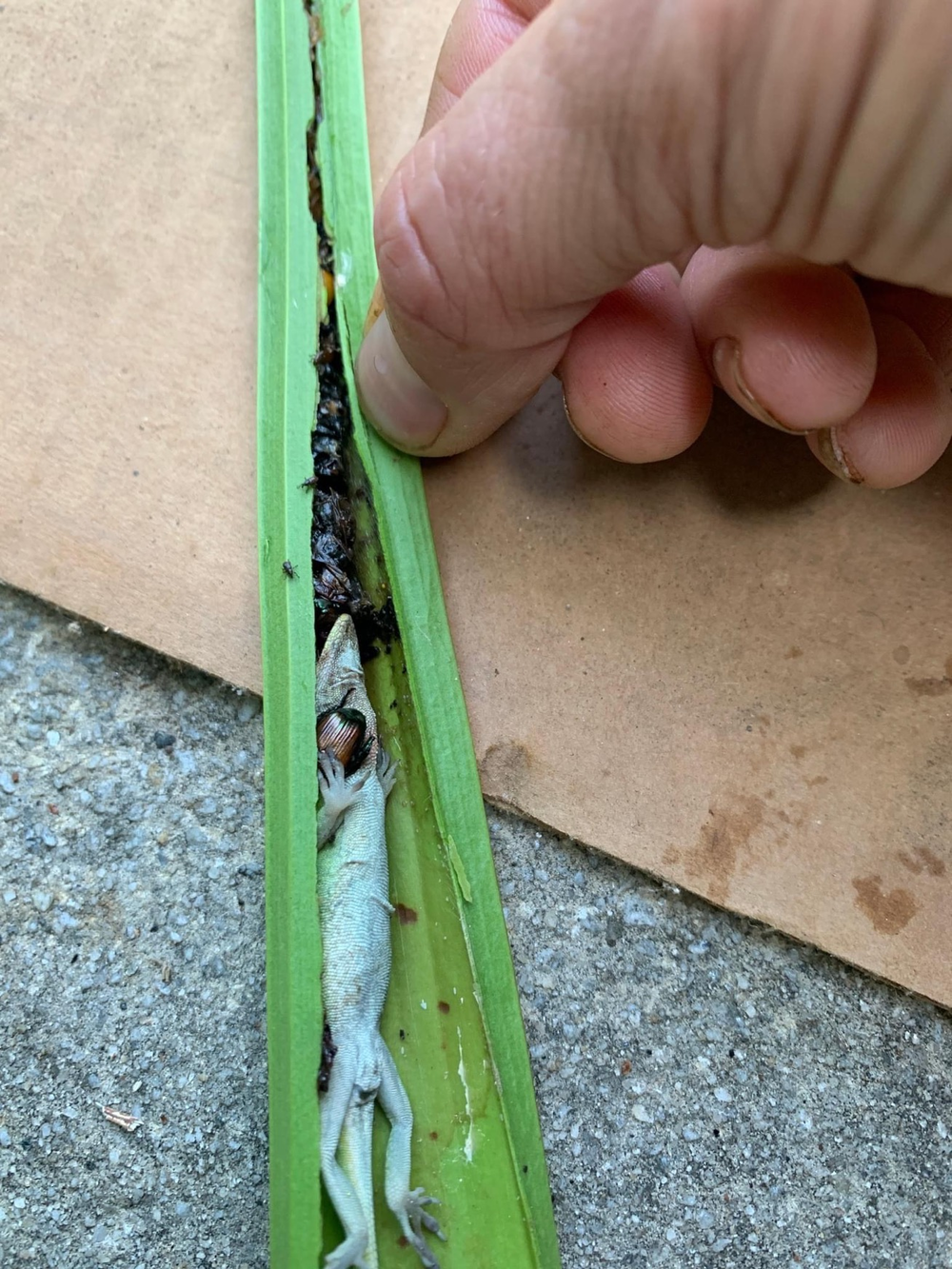 A dissected carnivorous pitcher plant reveals a lizard amid its usual diet of bugs. 