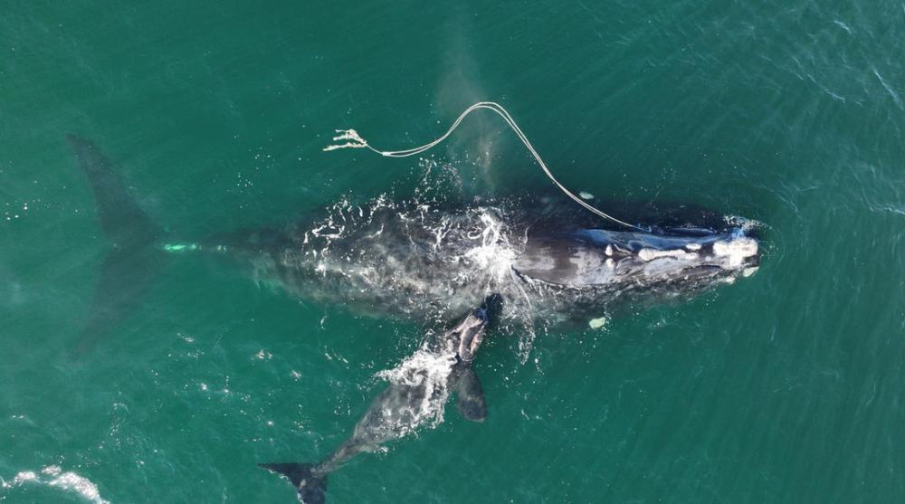 A right whale swims in the ocean, entangled in fishing gear.