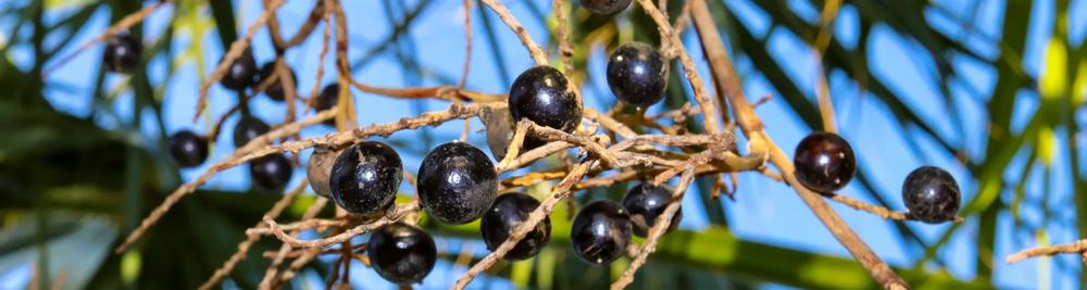 Saw palmetto berries