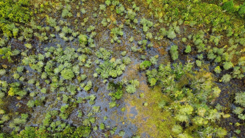  Aerial view of wetlands that would be filled in under a plan to build a landfill in Brantley County. Photo contributed by the Satilla Riverkeeper