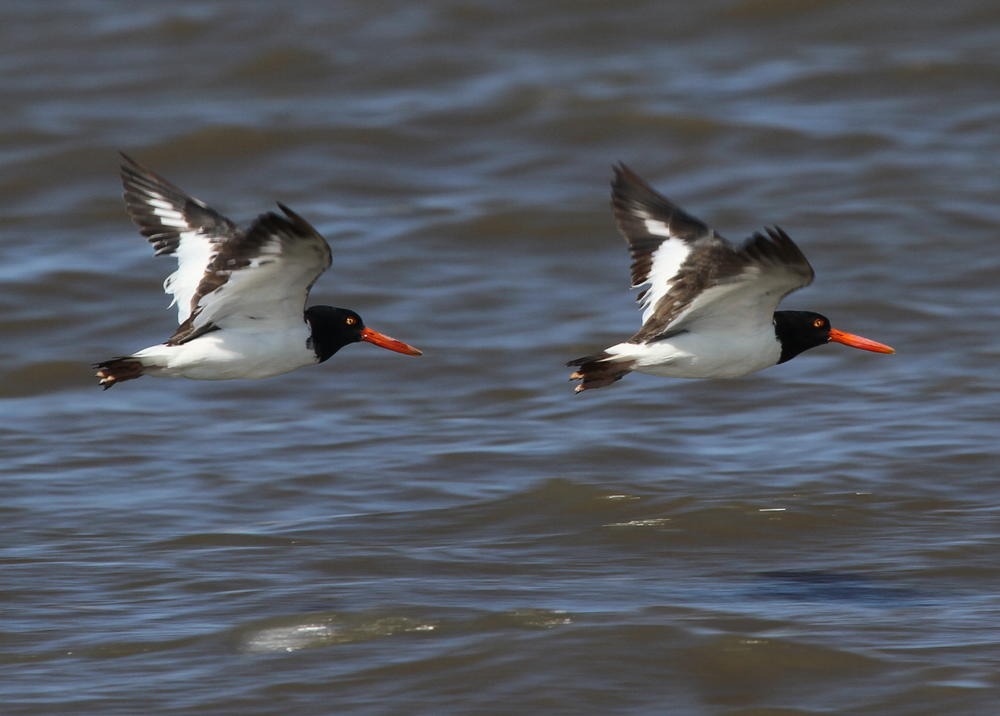 American oystercatchers in flight (Tim Keyes_Georgia DNR)