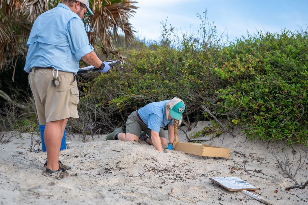 Georgia Sea Turtle Center research staff inventory a loggerhead sea turtle nest.