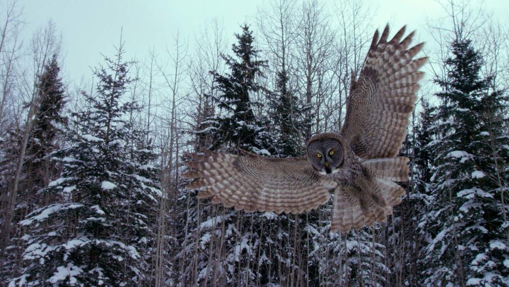Great grey owl hunting. Wildwood, Canada.