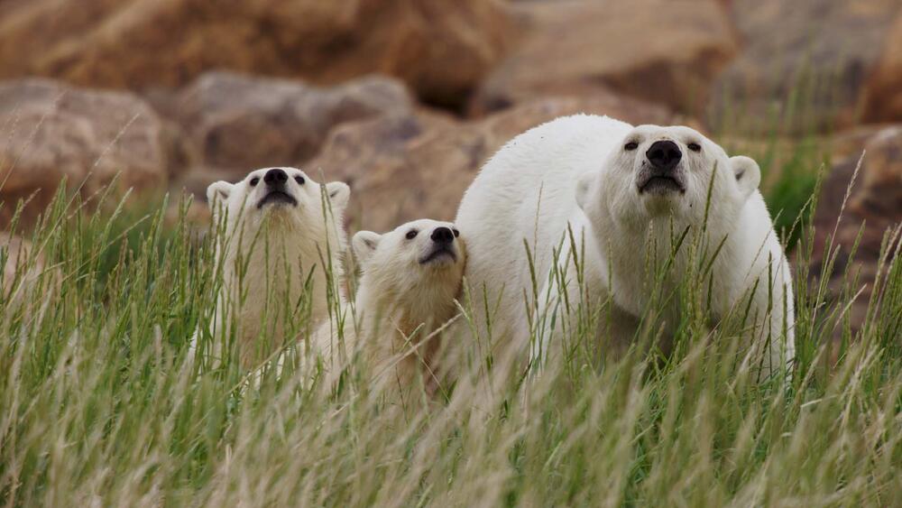 Polar bear family in summer. Seal River, Canada.
