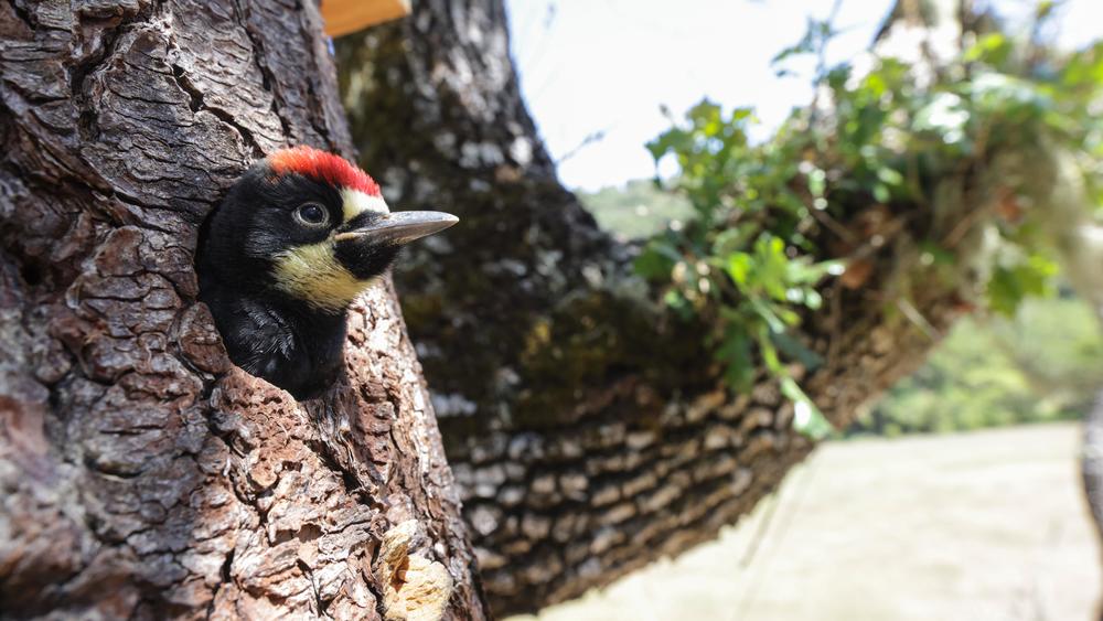 Baby acorn woodpecker peering out of nest hole. 