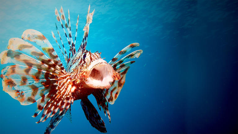 A lionfish