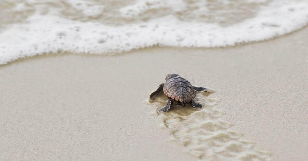 A sea turtle hatchling crawls in the sand toward the ocean. It is just inches away from the tide.
