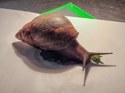 The Giant African Snail intercepted by Customs and Border Protection at the Hartsfield-Jackson Airport.
