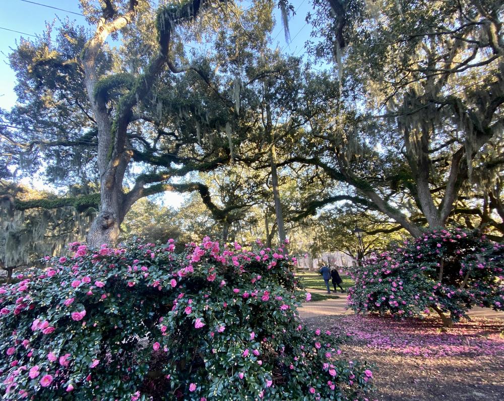 The park formerly named Calhoun Square is located at Abercorn and East Wayne Streets in downtown Savannah.