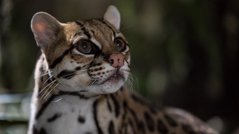 A young ocelot.