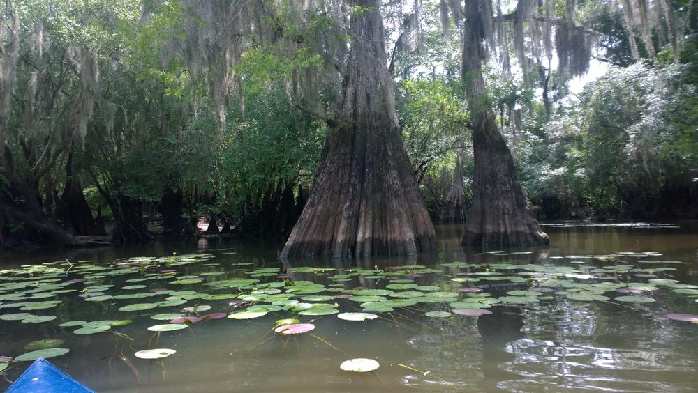 The Ogeechee River in Georgia