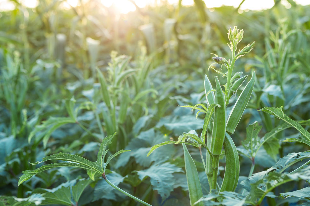 A field of Okra