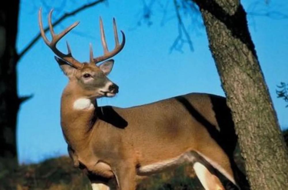 An adult male whitetail deer