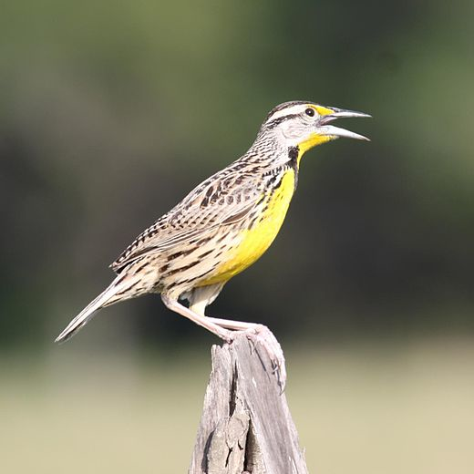 An eastern meadowlark (Sturnella magna) stands on a fence post. 