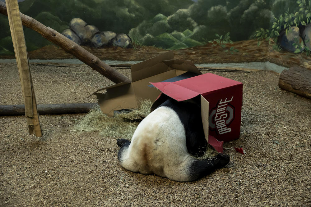 For good measure, Yang Yang the panda also checked inside Ohio State's box.