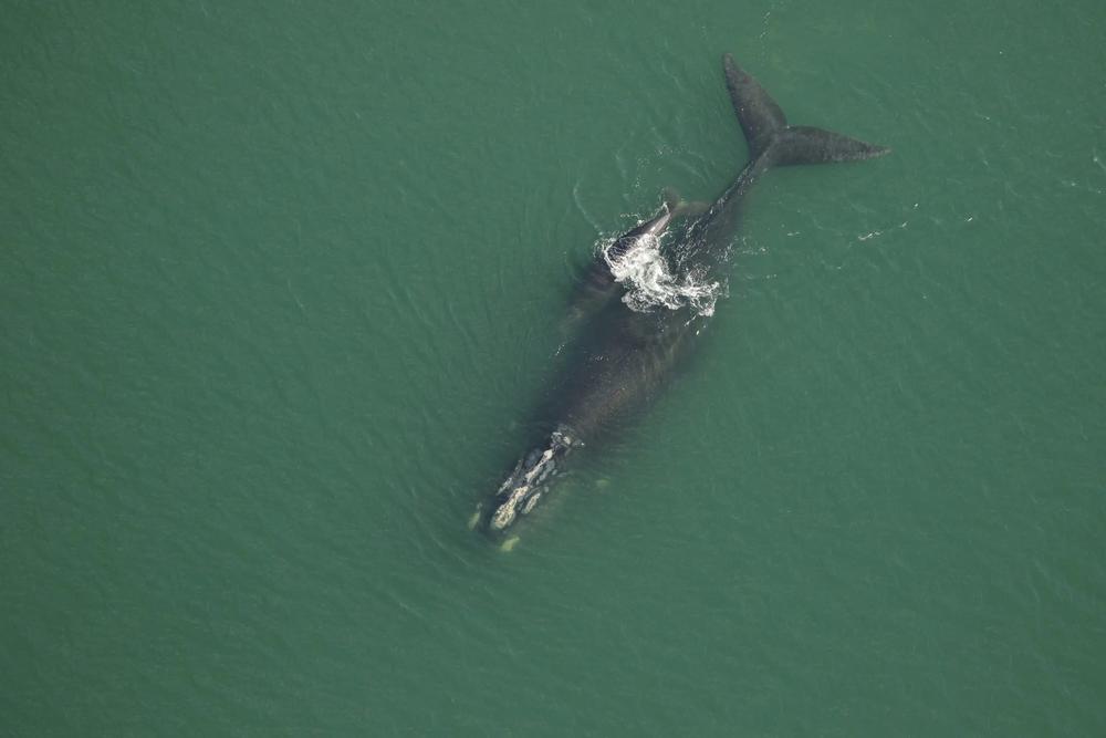 Archipeligo (right whale catalog #3370) and her new calf swim off Little St. Simons on Dec. 8, 2022. Credit: Florida Fish and Wildlife Conservation Commission, taken under NOAA permit 20556-01.