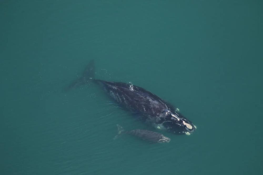 Medusa and her calf were sighted Dec. 7, 2022 about 13 miles off St. Catherines Sound.  Credit: Clearwater marine Aquarium Research Institute, taken under NOAA permit 20556