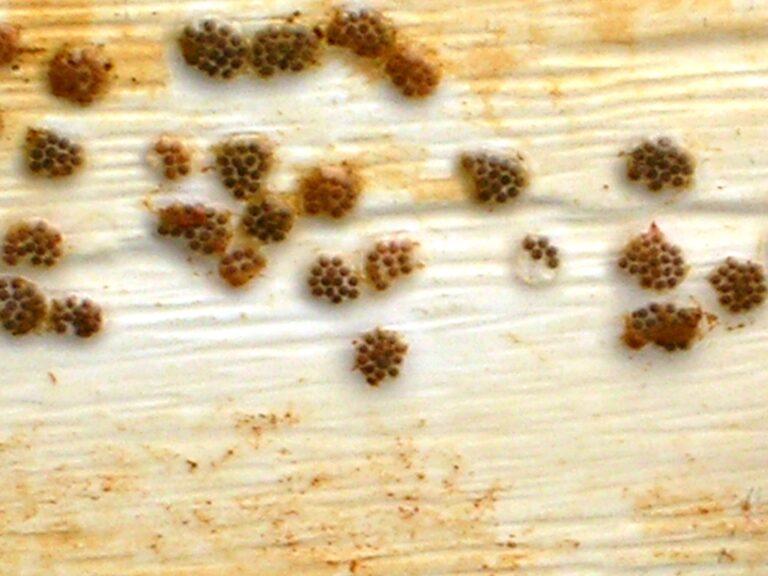 Interrupted rocksnail egg clutches. These snails have a hard time laying their eggs in dammed waterways, which sent them to the brink of extinction. Photo courtesy of Paul Johnson, Alabama Aquatic Biodiversity Center