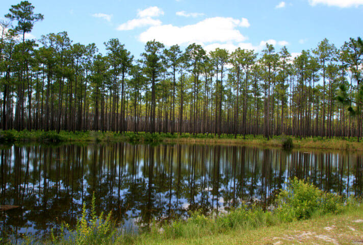  A revamped Clean Water Act released in December 2022 restored federal protections for millions of acres of wetlands and other waterways. A proposed mining project that would take place on wetlands located 3 miles from the Okefenokee Wildlifre Refugee was no longer subject to federal water rules jurisdiction when the law was rolled back under President Donald Trump’s administration. Photo courtesy of U.S. Fish and Wildlife Service. 