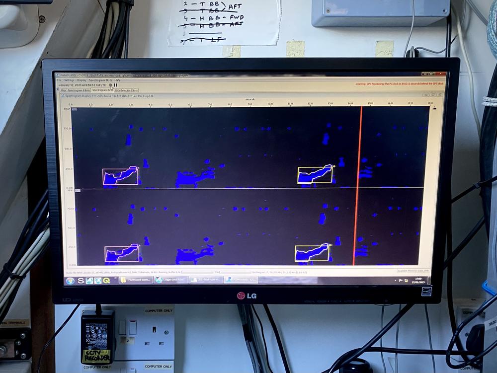 A computer visualization known as a spectrogram shows North Atlantic Right Whale calls, as recorded by the ship's hydrophones.