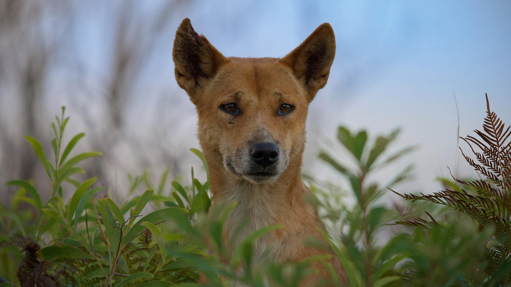 Dingo (Canis lupus dingo). An isolated population of dingoes has thrived on the small island of K’gari in Queensland, Australia.