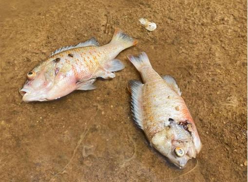 More than 1,600 fish were killed last summer in Wilkes County, most of them redbreast sunfish. Other species include bluegill, bullheads and about a dozen other types of fish. Turtles, crayfish and mussels were also killed. Photo from EPD report